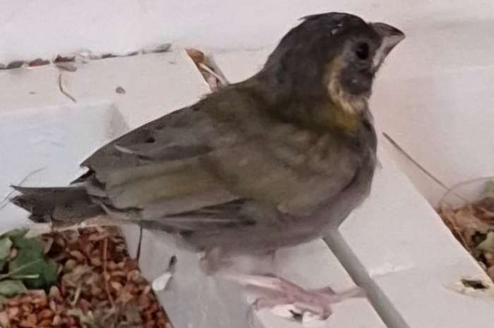 ### 1 - 0 kleine cubavink ek 2025 ###