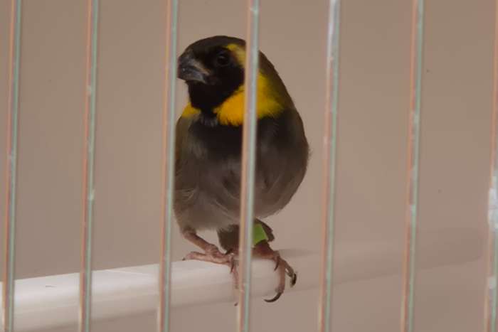 ### 1 - 0 kleine cubavink ek 2025 ###