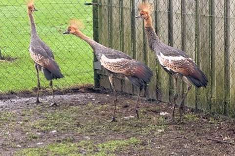 grijze kroonkraanvogels 2025