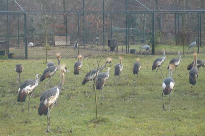 grijze kroonkraanvogels 2025