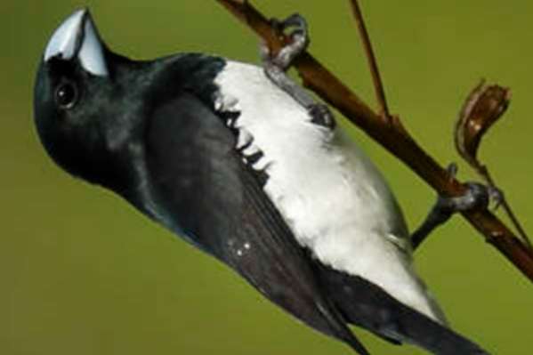 gezocht glansekster popje