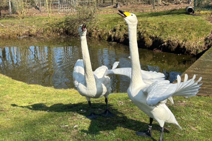 kweekkoppel whooper zwanen te ruil