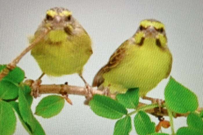 koppel mozambiquesijs