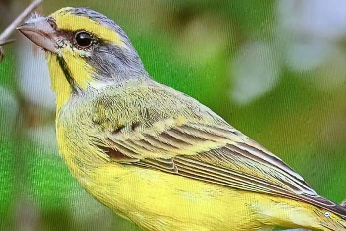 koppel mozambiquesijs