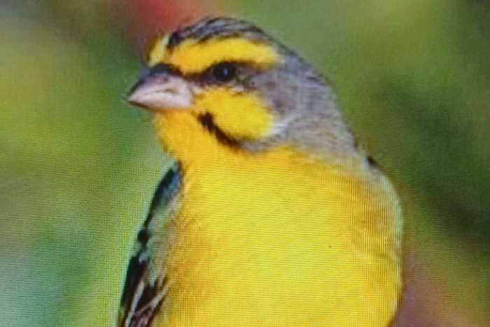 koppel mozambiquesijs