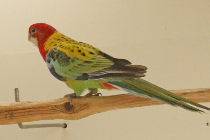 0-1 100% zuivere goudmantel rosella