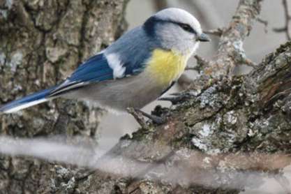 gezocht man geelborst azuurmees