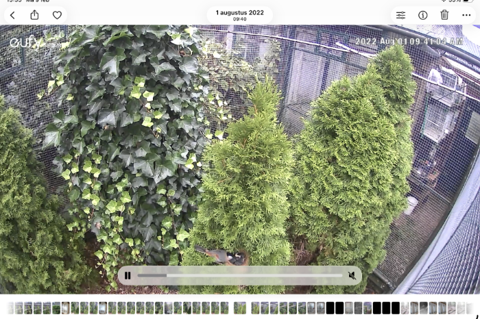 zilveroor nachtegalen