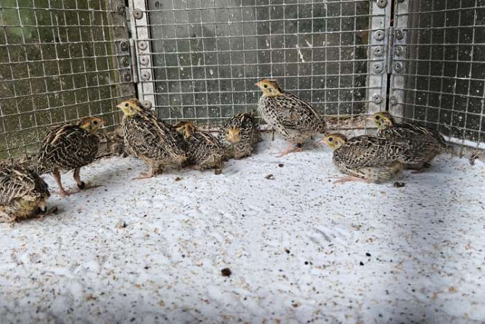 europese kwartels haan