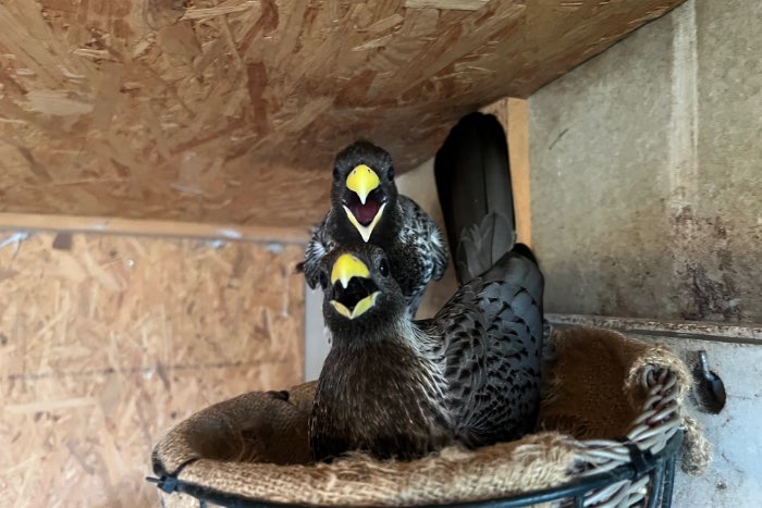 1-1 grijze bananeneter (2025)