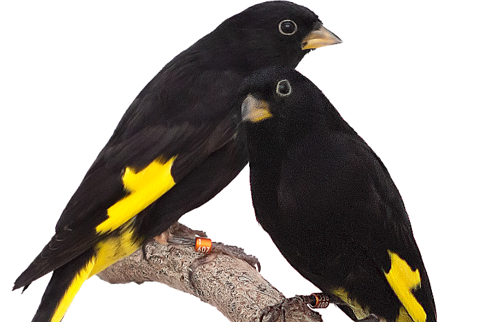 gezocht : diverse tropen