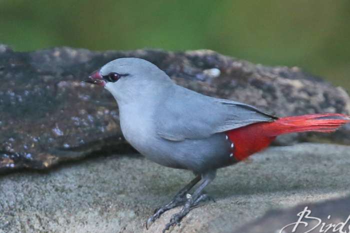 gezocht : diverse tropen