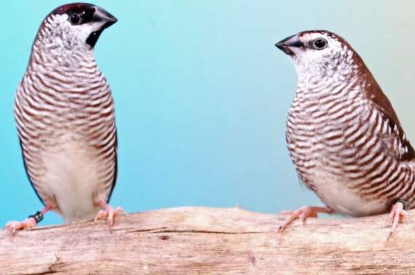 gezocht : diverse tropen