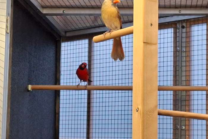 rode kardinalen 2025