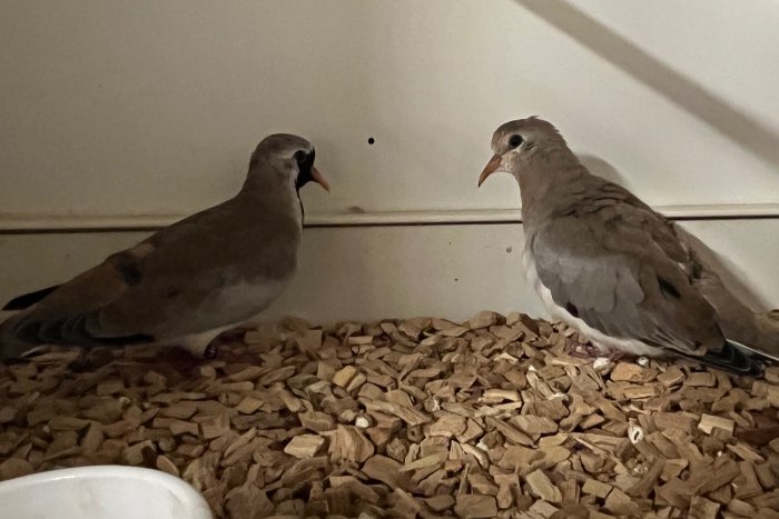 zwartmaskerduiven onverwante koppels 2025