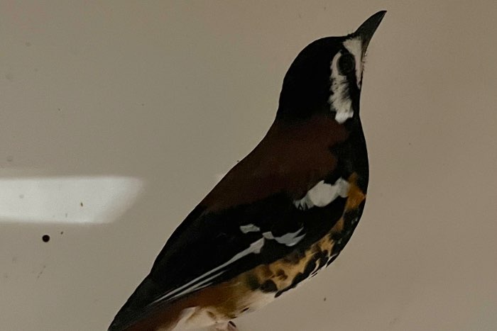 1-1 kastanjeruglijster en 1-1 kastanjekoplijster