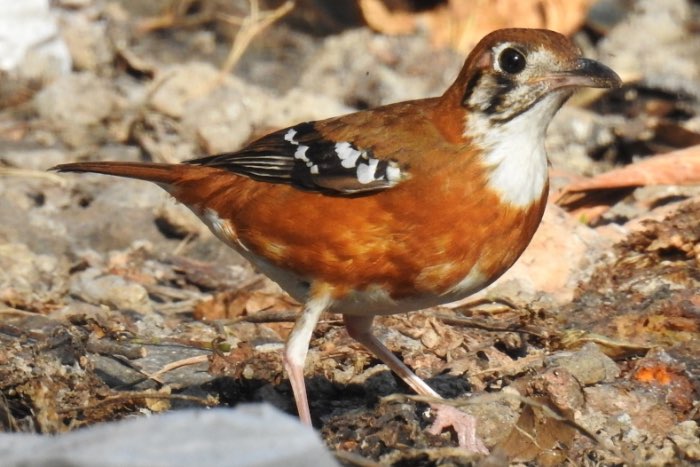 koppel timor lijsters geringd 2024