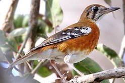 koppel timor lijsters geringd 2024