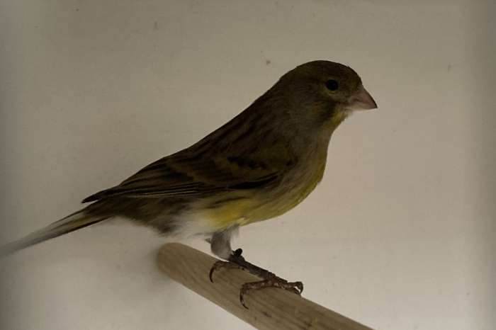 timbrado man 2025 discontinu