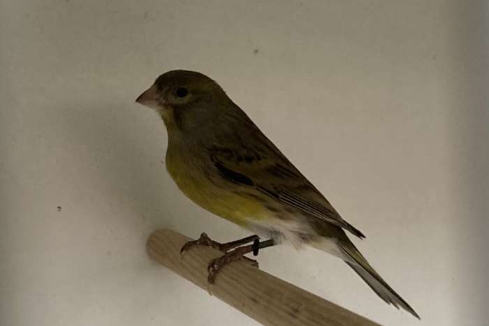 timbrado man 2025 discontinu