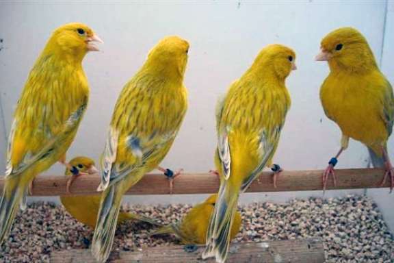 agaat / harlekijn kanarie