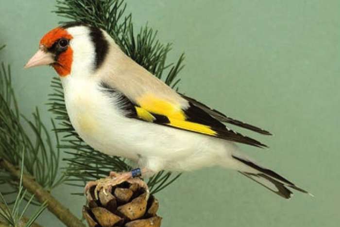 agaat / harlekijn kanarie