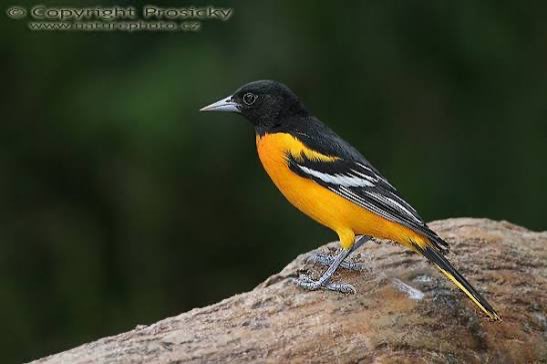 1-1 baltimore troepiaal (icterus galbula)