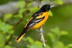 1-1 baltimore troepiaal (icterus galbula)