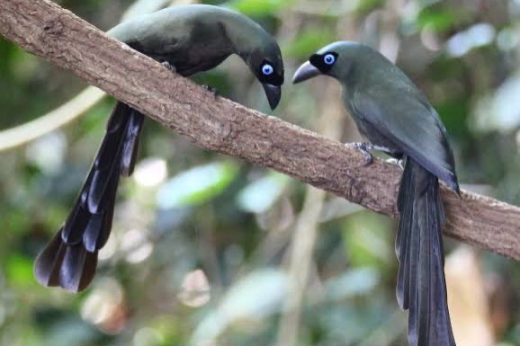 3-2 zwarte ekster (crypsirina temia)