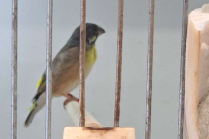 citroenborstedelzangers