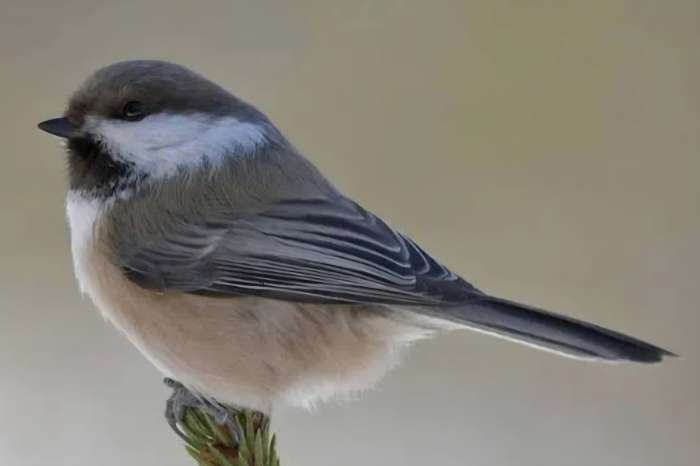 bruinkopmees / poecile cinctus