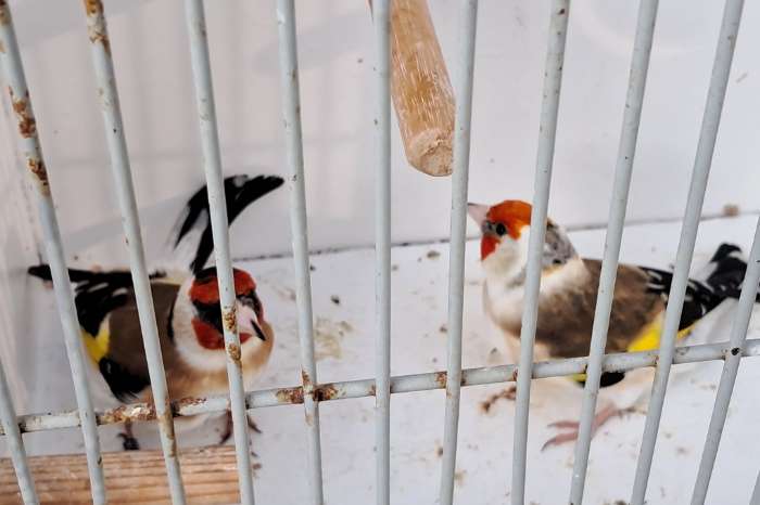 2 koppel majoor major putters