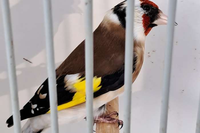 2 koppel majoor major putters