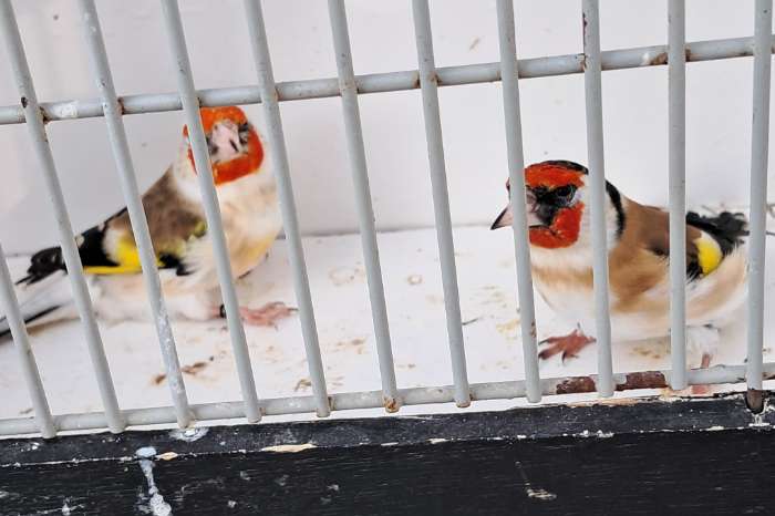 2 koppel majoor major putters