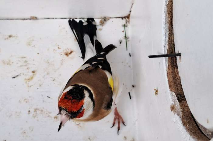 2 koppel majoor major putters