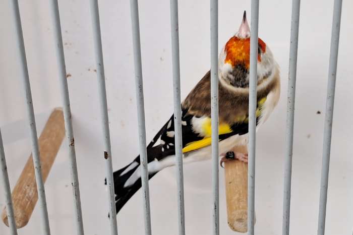 2 koppel majoor major putters