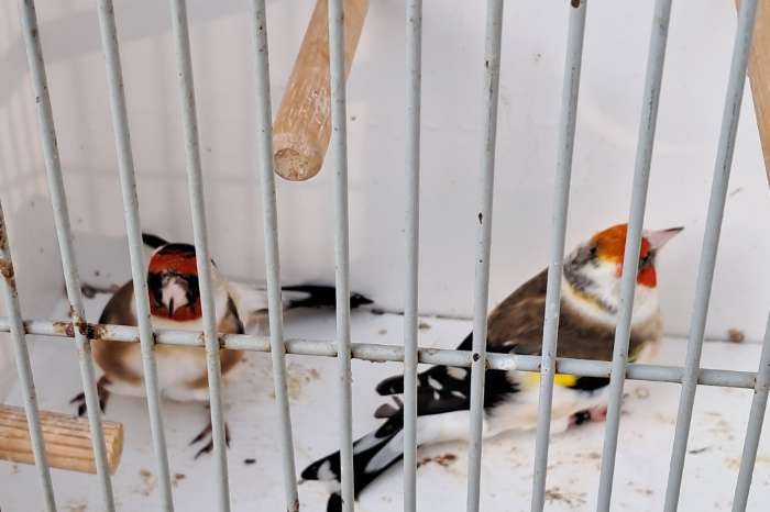 2 koppel majoor major putters