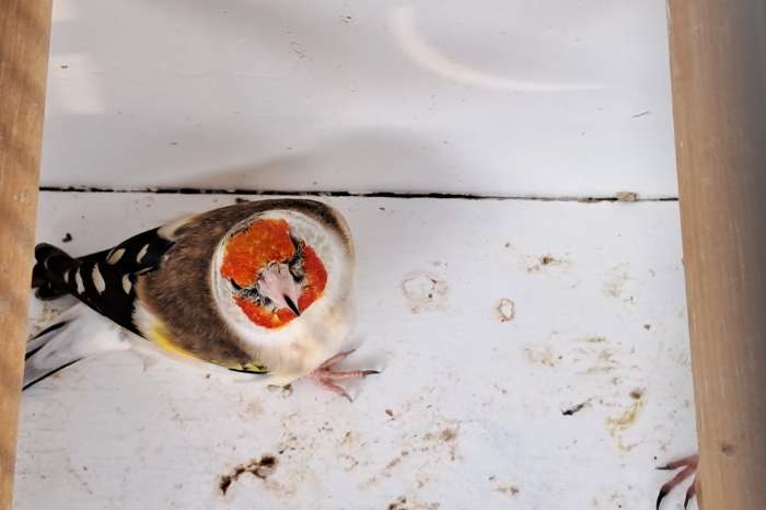 2 koppel majoor major putters