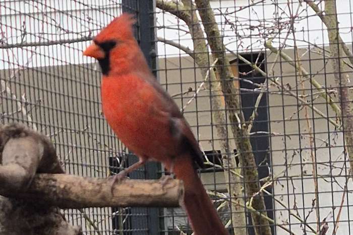 koppel rode kardinalen