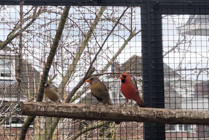 koppel rode kardinalen