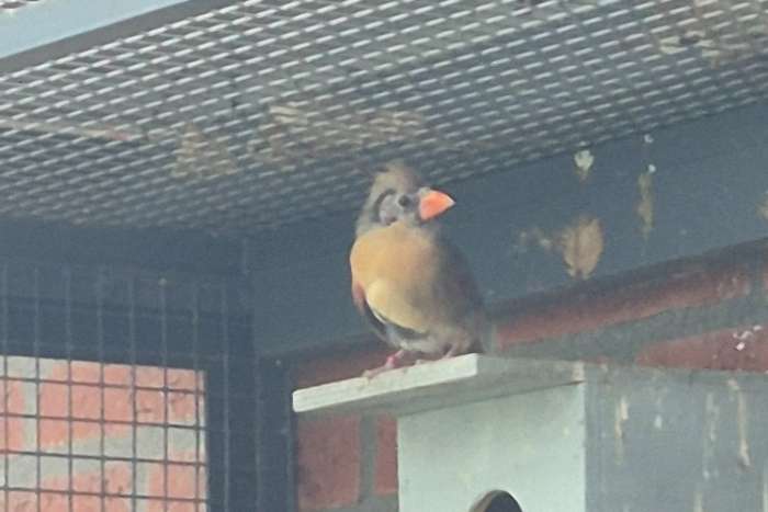 koppel rode kardinalen