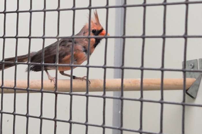 koppel rode kardinalen