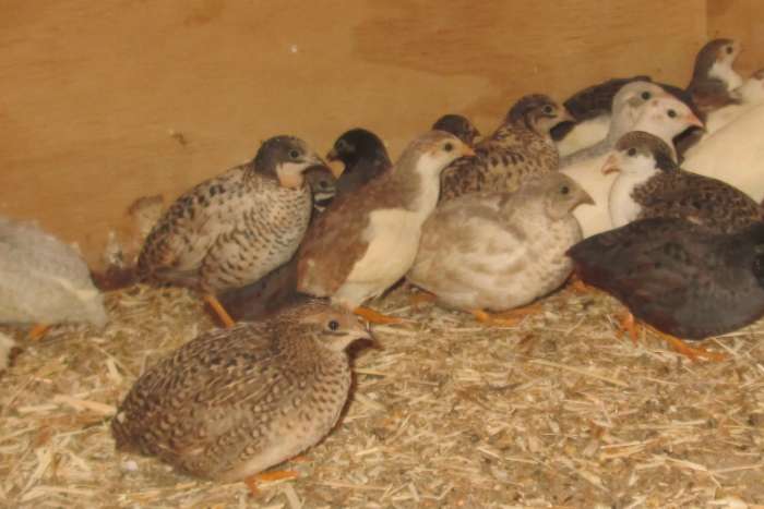 chinese dwergkwartels