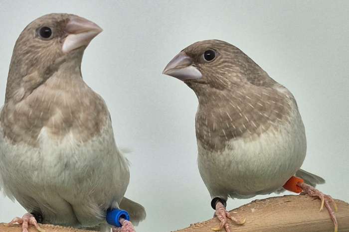 bleekvleugel roodgrijs