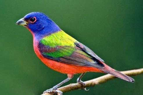 mexicaanse nonpareil