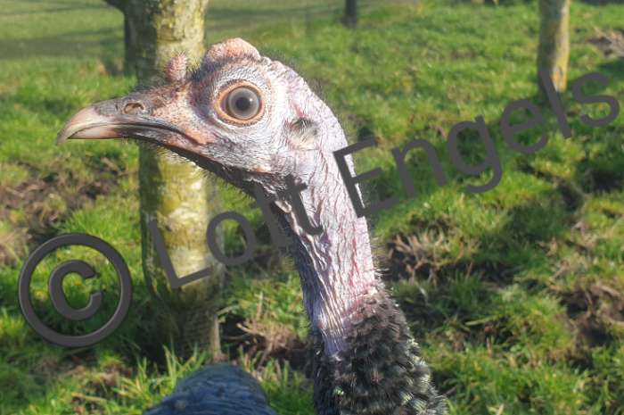 pauwkalkoen/honduraskalkoen/meleagris ocellata/