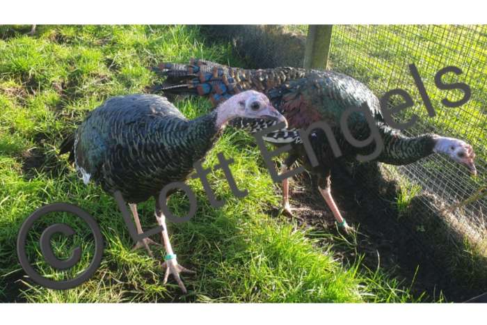 pauwkalkoen/honduraskalkoen/meleagris ocellata/