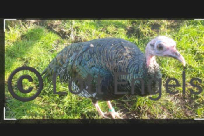 pauwkalkoen/honduraskalkoen/meleagris ocellata/