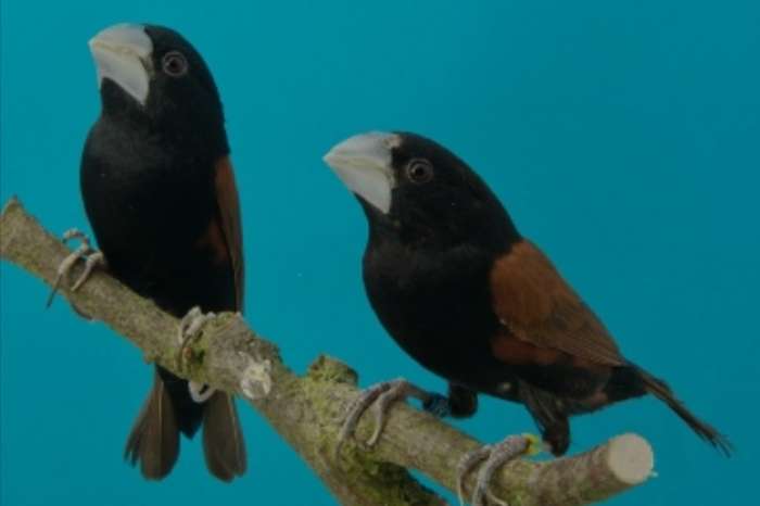 pop diksnavelnon dikbeknon gezocht