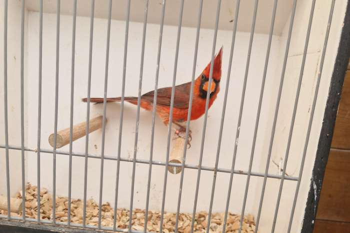 koppel rode kardinalen.